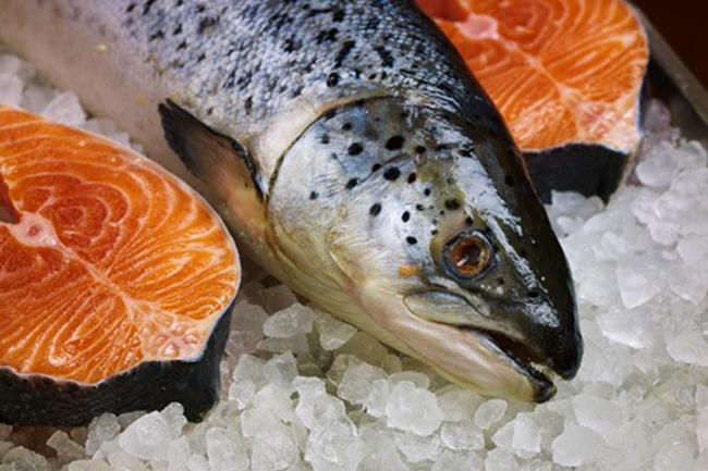 Salmon 三文鱼