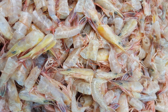 Shrimp Shell 虾壳