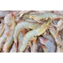 White Prawn HOSO - 明虾
