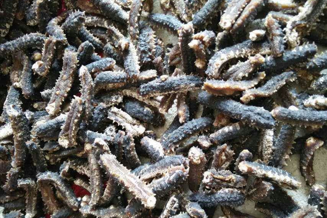 Dried Sea Cucumber