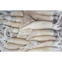 Argentine squid 阿根延苏东