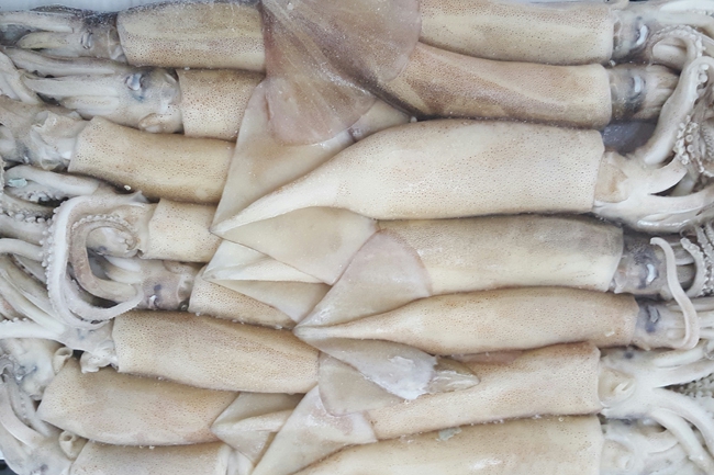 Argentine squid 阿根延苏东