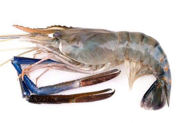 Fresh Water Prawn - HOSO