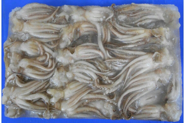 Squid Head